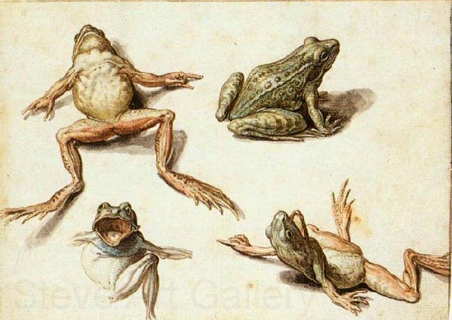 GHEYN, Jacob de II Four Studies of Frogs France oil painting art